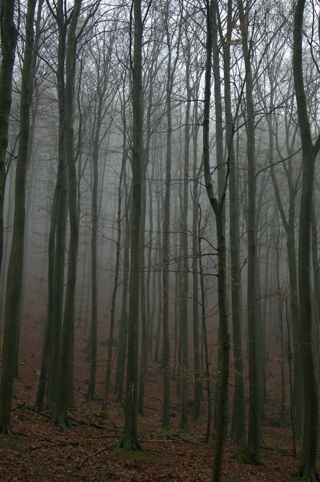 mysterious forest path