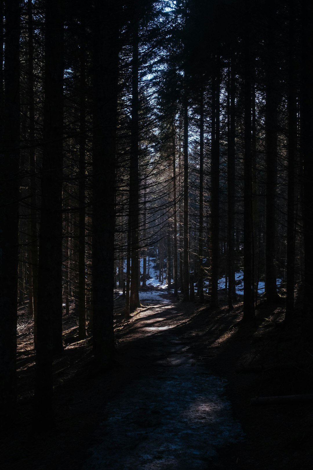 mysterious forest path